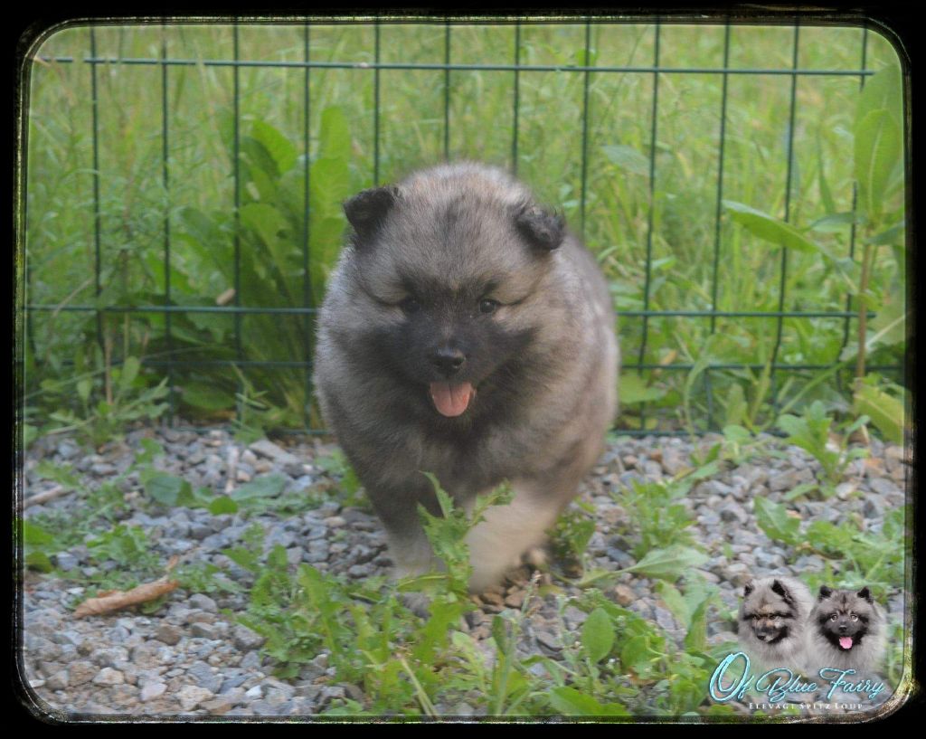 Of Blue Fairy - Chiots disponibles - Spitz allemand